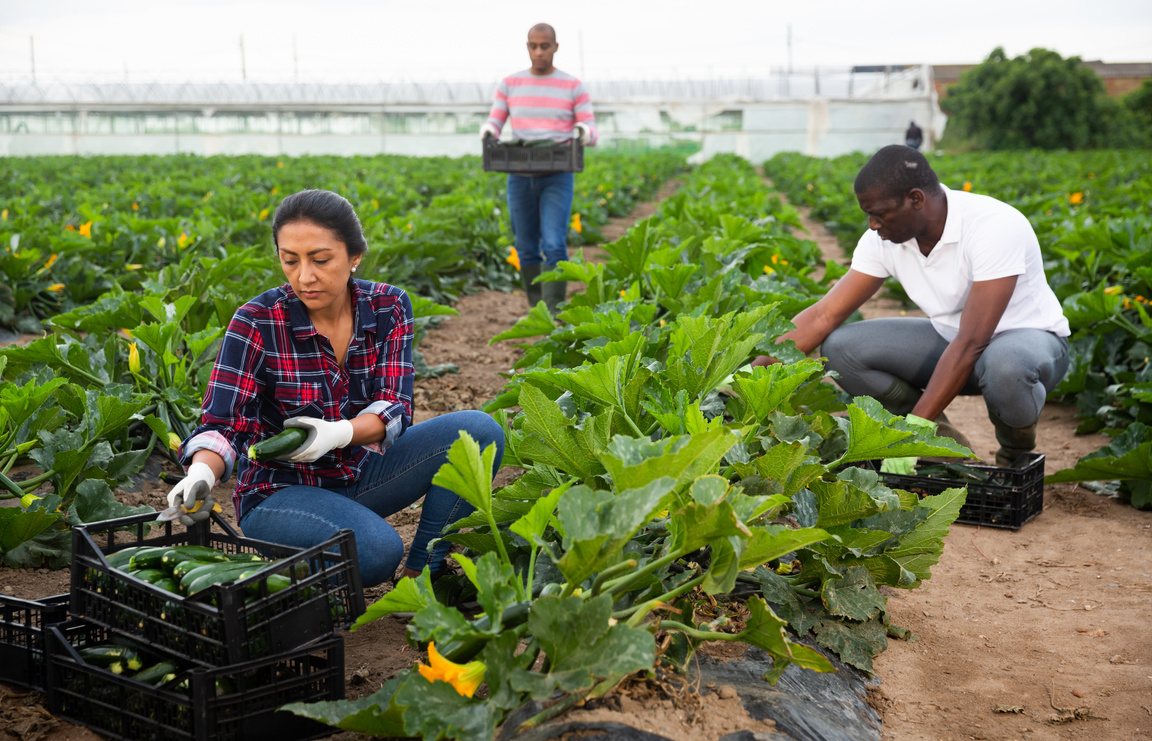 Farm workers gathering crop of zucchini on farm field